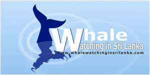 web design sri lanka whale watching 